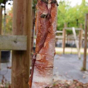 Betula albosinensis 'Fascination' 16-18 EHS